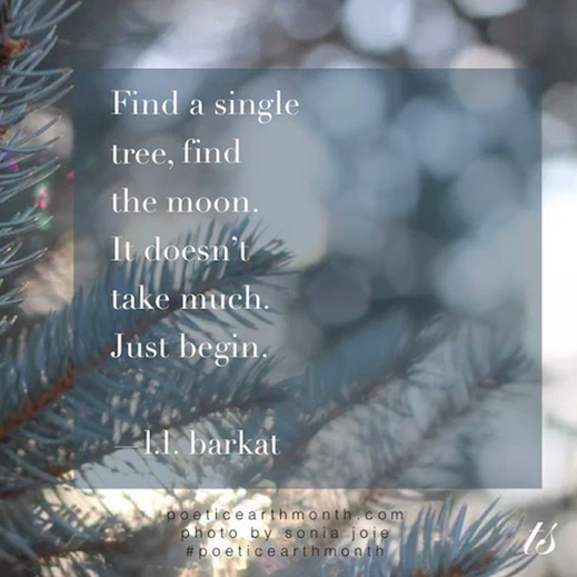 Find a single tree earth day and poetic earth month quote