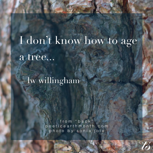 I don't know how to age a tree - LW Willingham