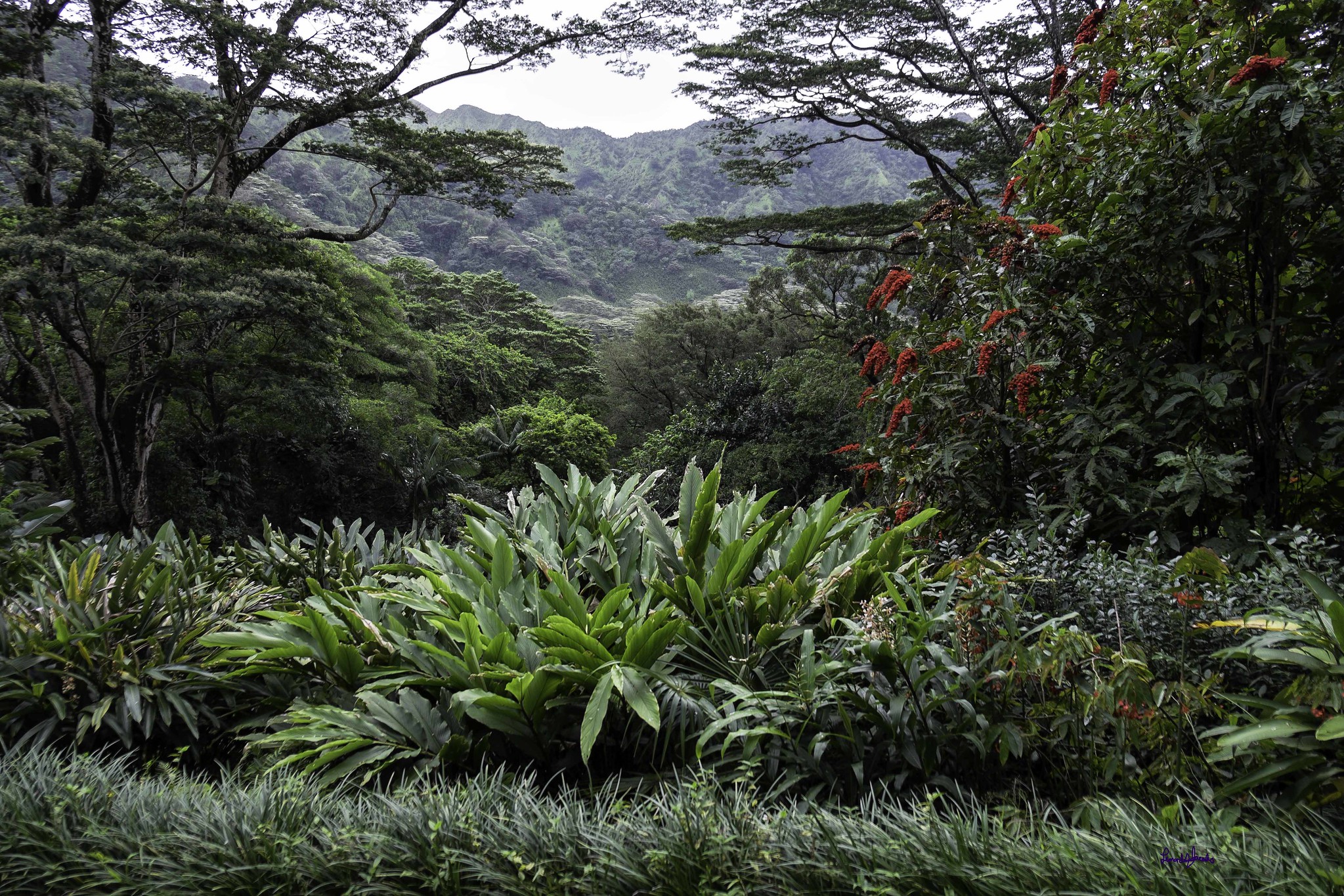 Lyon Arboretum in Manoa Valley