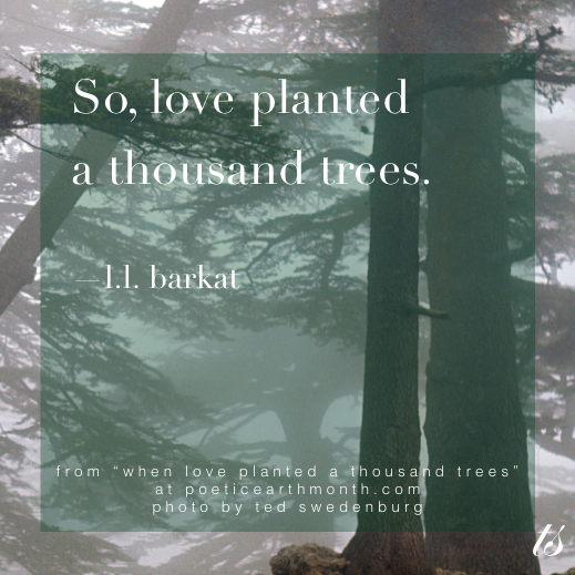 So Love Planted a Thousand Trees Mark and Claire Haidar Legacy