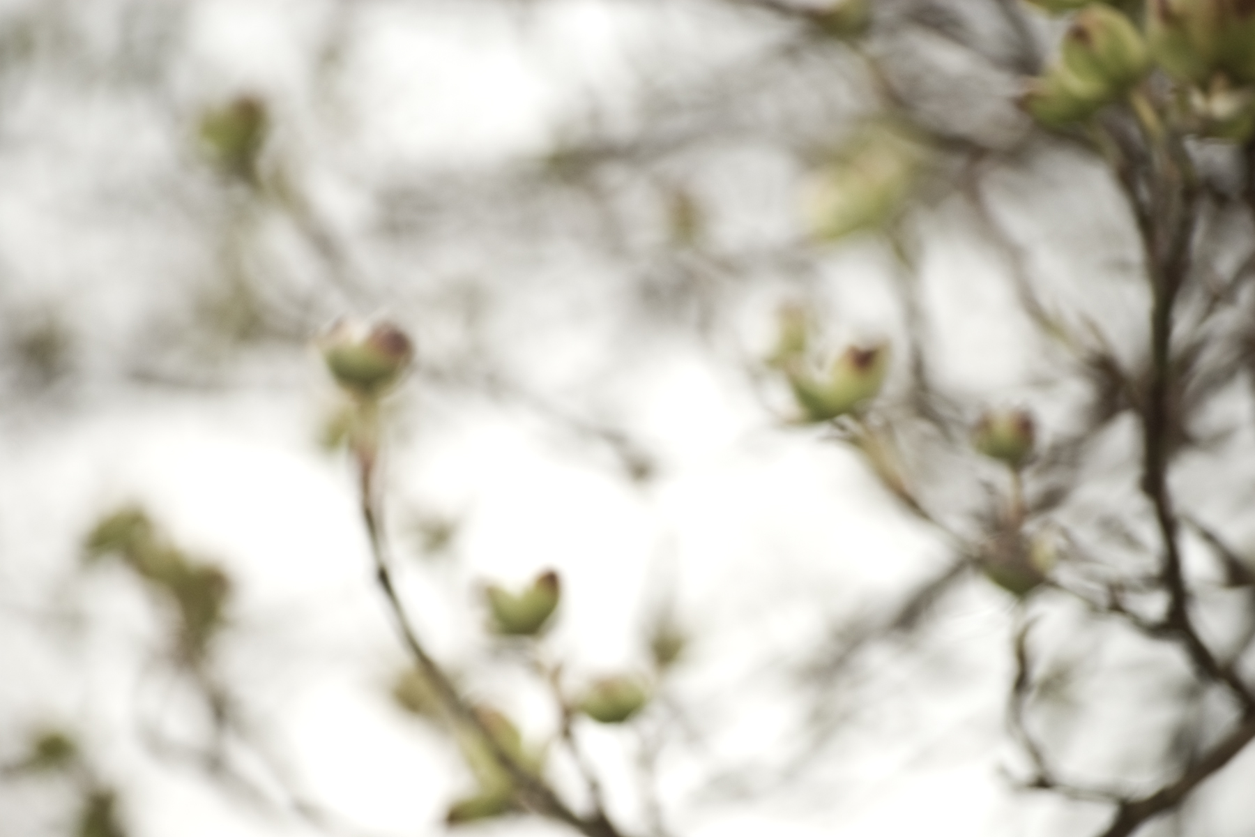 dogwood blur by Kelle Sauer