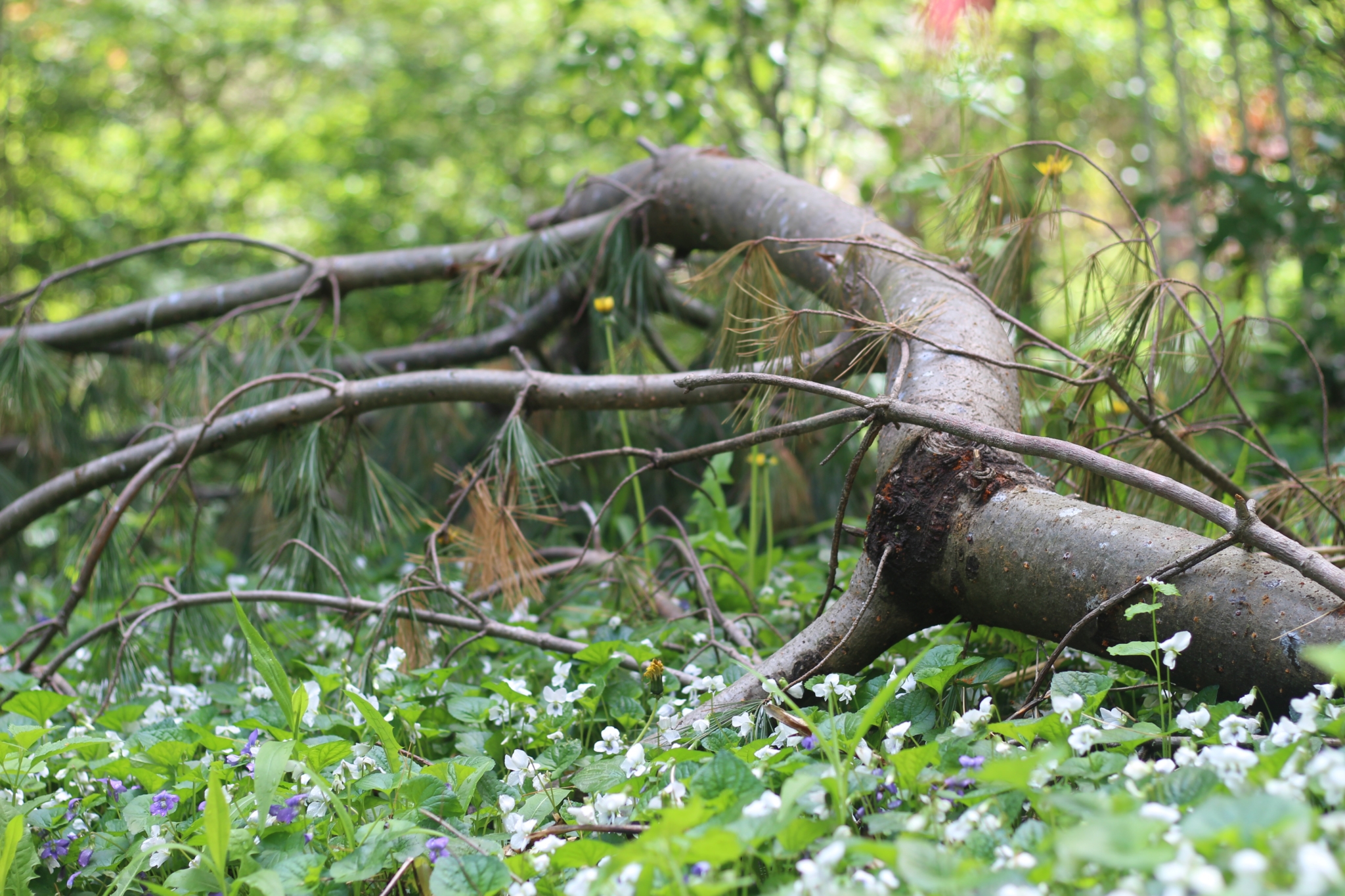 Fallen Pine Branch in Violet Field