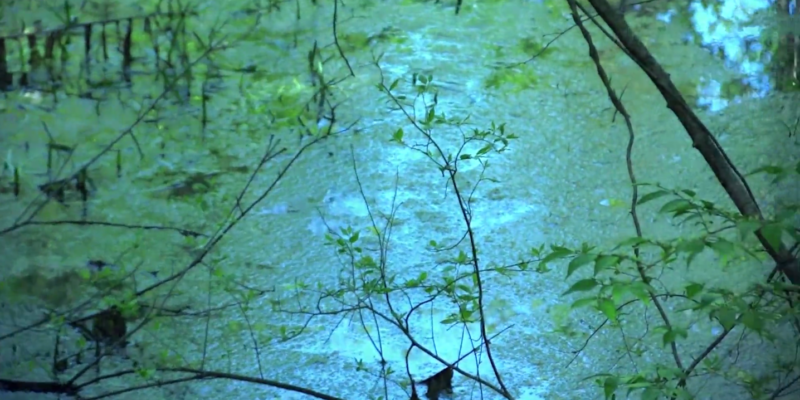 Secret Water in the Woods So Blue