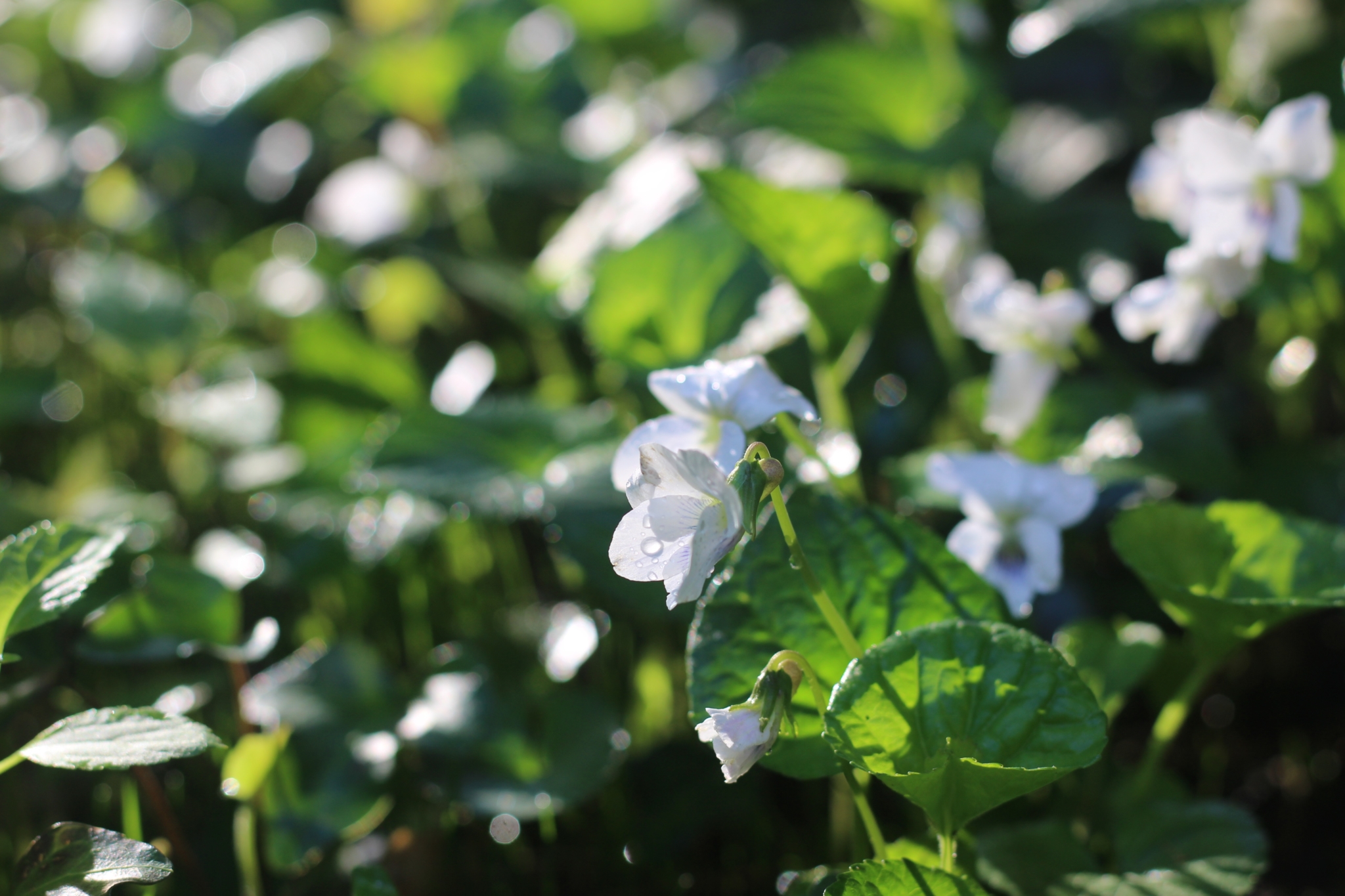 Violets in Morning Sun After Rain